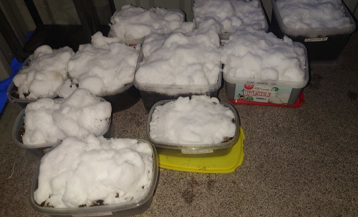 Vikky Svedish tweet media