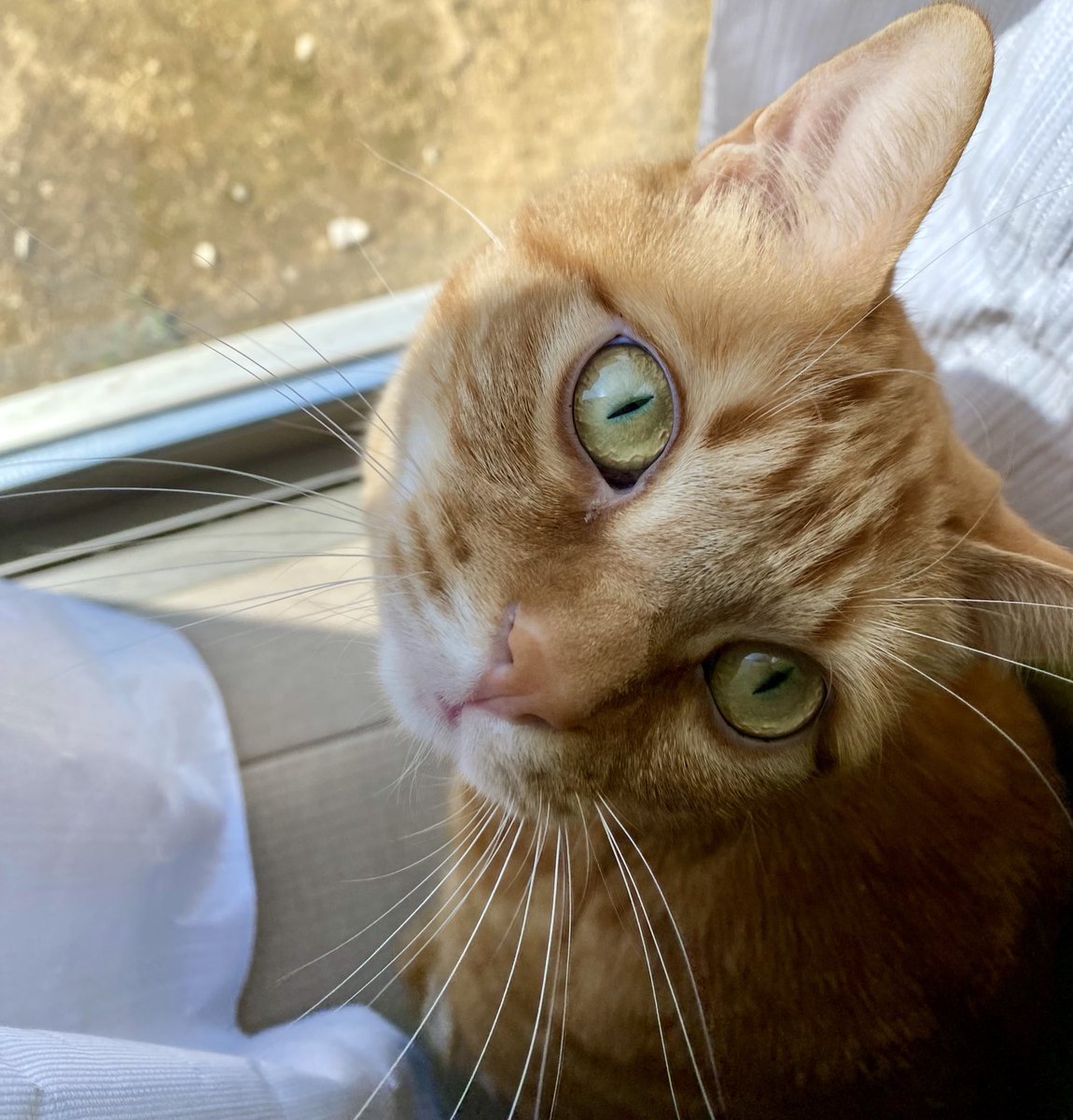 クリソベリルキャッツアイみたい