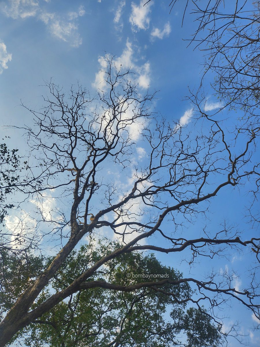 Bombay Nomads tweet media