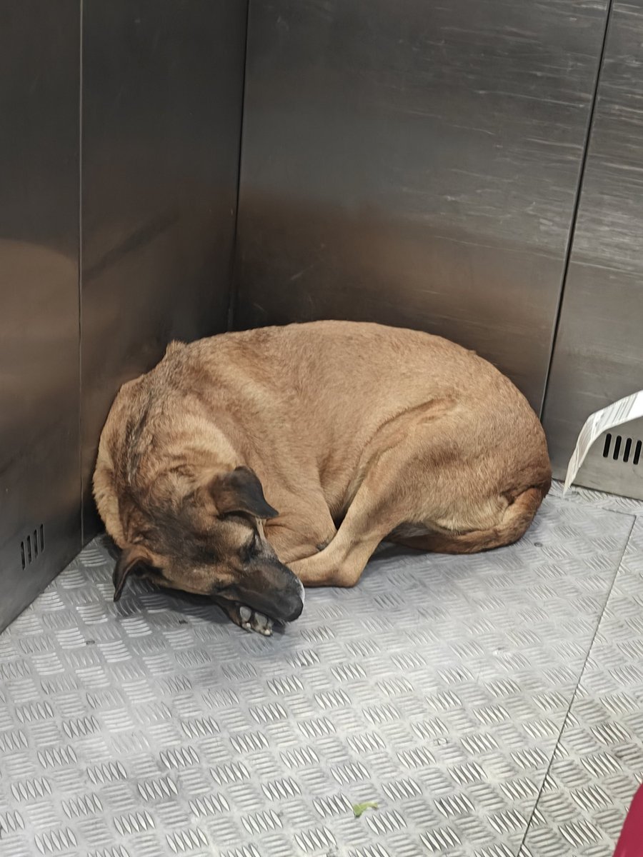 KIRAN MAMGAIN SHARMA किरन ममगाईं शर्मा tweet media