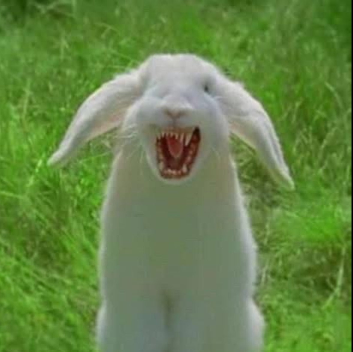 𝘝𝘌𝘙𝘔𝘐𝘕𝘊𝘐𝘋𝘌 !!! tweet media