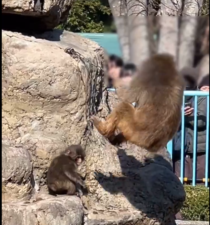 gem_detecter's tweet photo. LOL! Hell no, that monkey is trying to kill him 💀

That’s not even a play. https://t.co/riPBx4pqRg