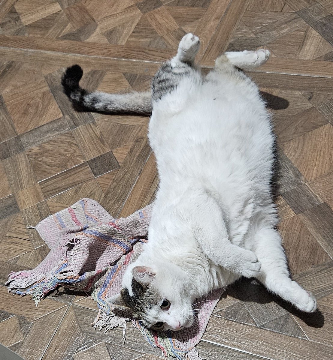 Gatito Copito tweet media