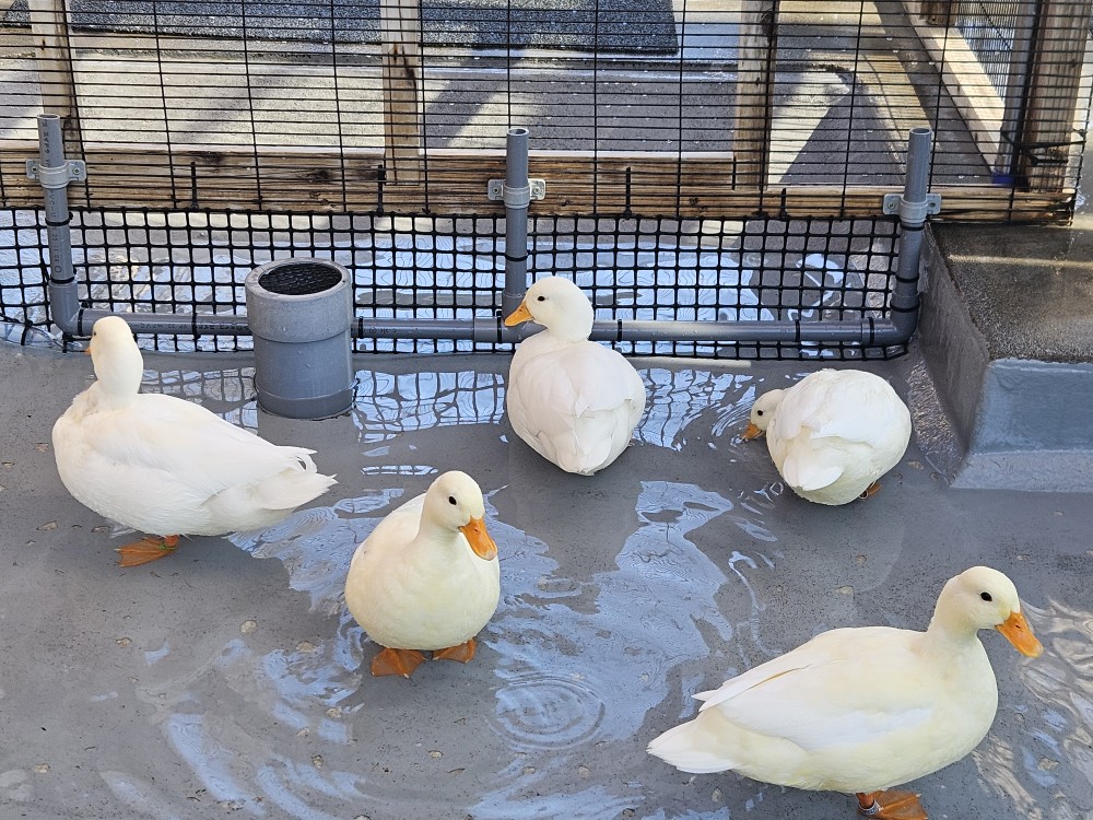 井の頭自然文化園［公式］ tweet media