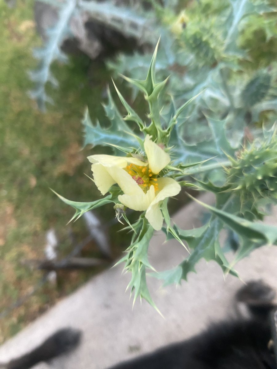 laurusbelladona's tweet photo. El otro día leí que el chicalote es la “planta de las tierras heridas”, porque como buena planta pionera, cubre el suelo, atrae polinizadores y aporta materia orgánica señalando que la tierra removida empieza a sanar. Yo quisiera llenar de chicalote mi alma para sanarla https://t.co/wMTyAijhKo