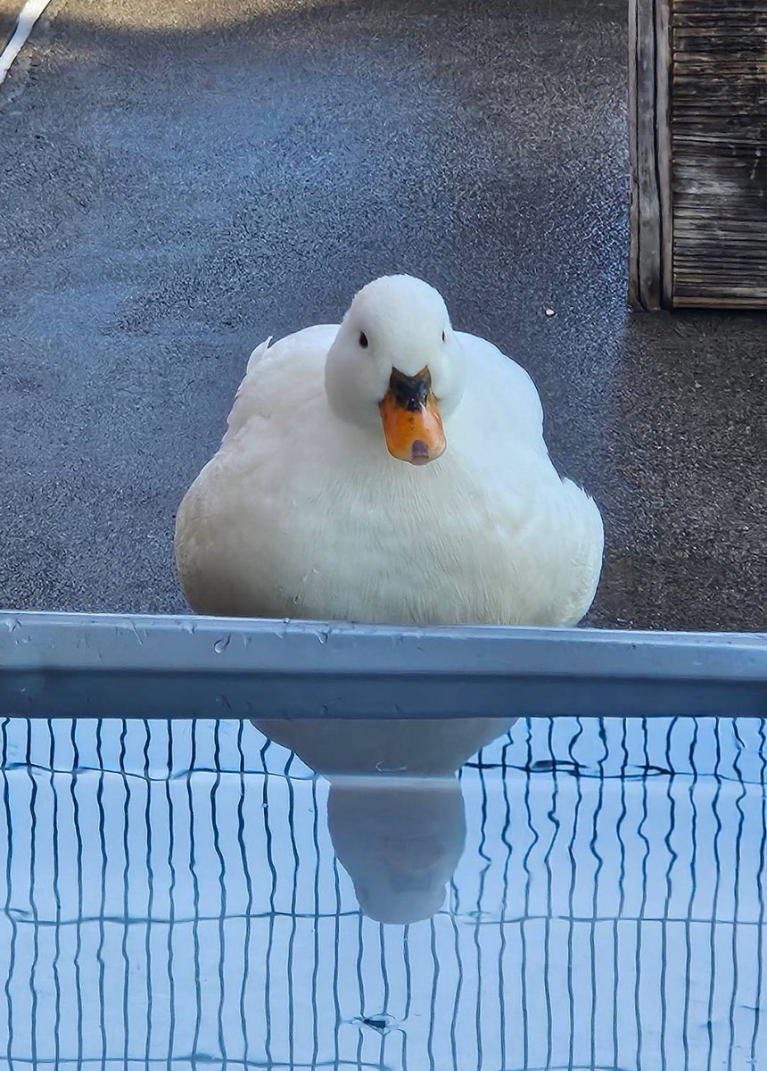 井の頭自然文化園［公式］ tweet media