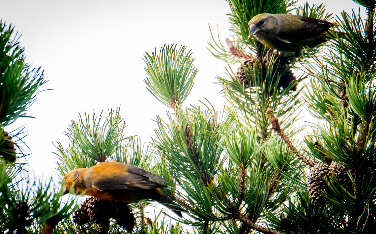 paulweddle tweet media