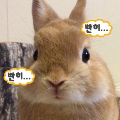 비비앙 Official tweet media