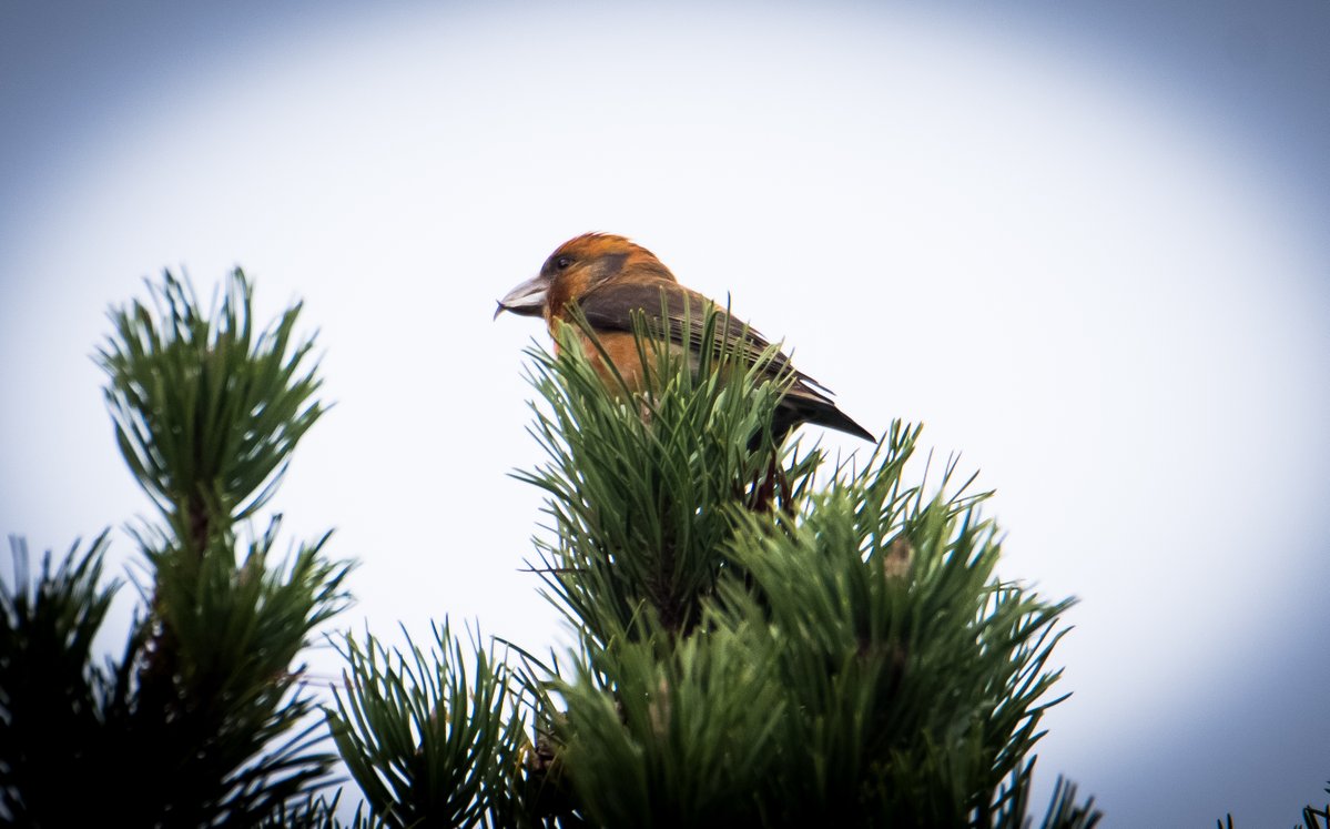 paulweddle tweet media