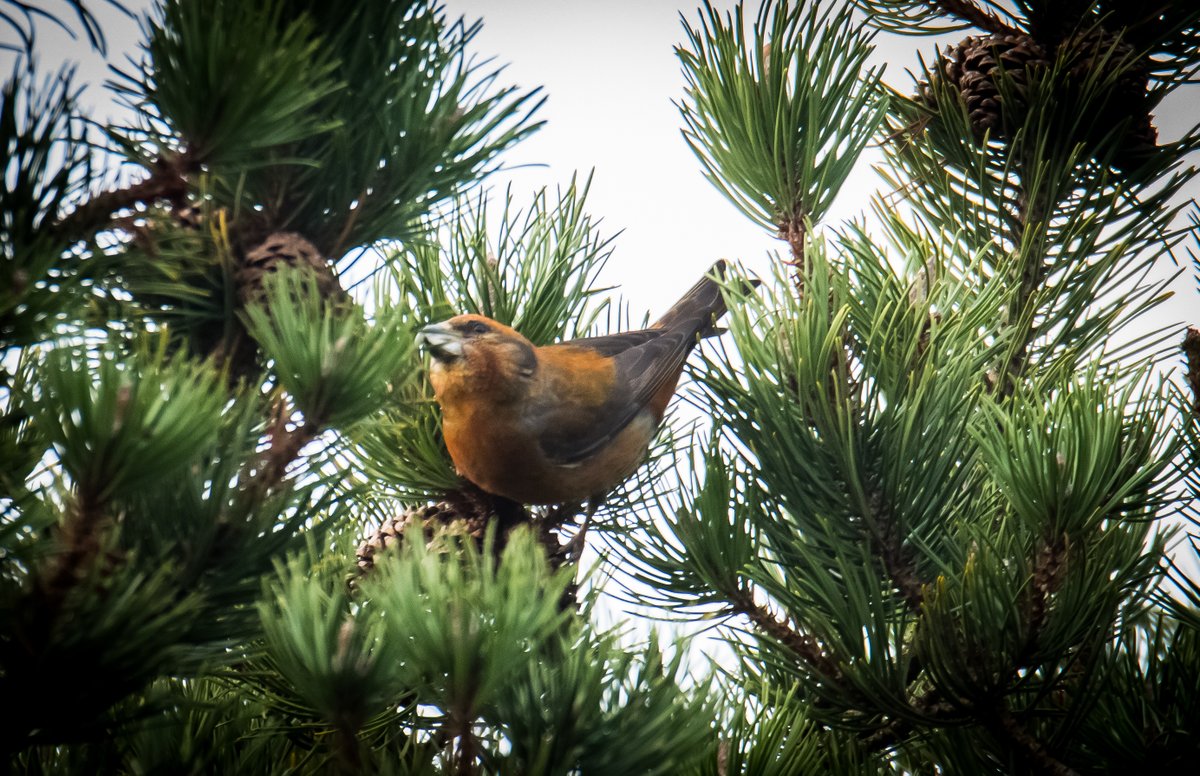 paulweddle tweet media