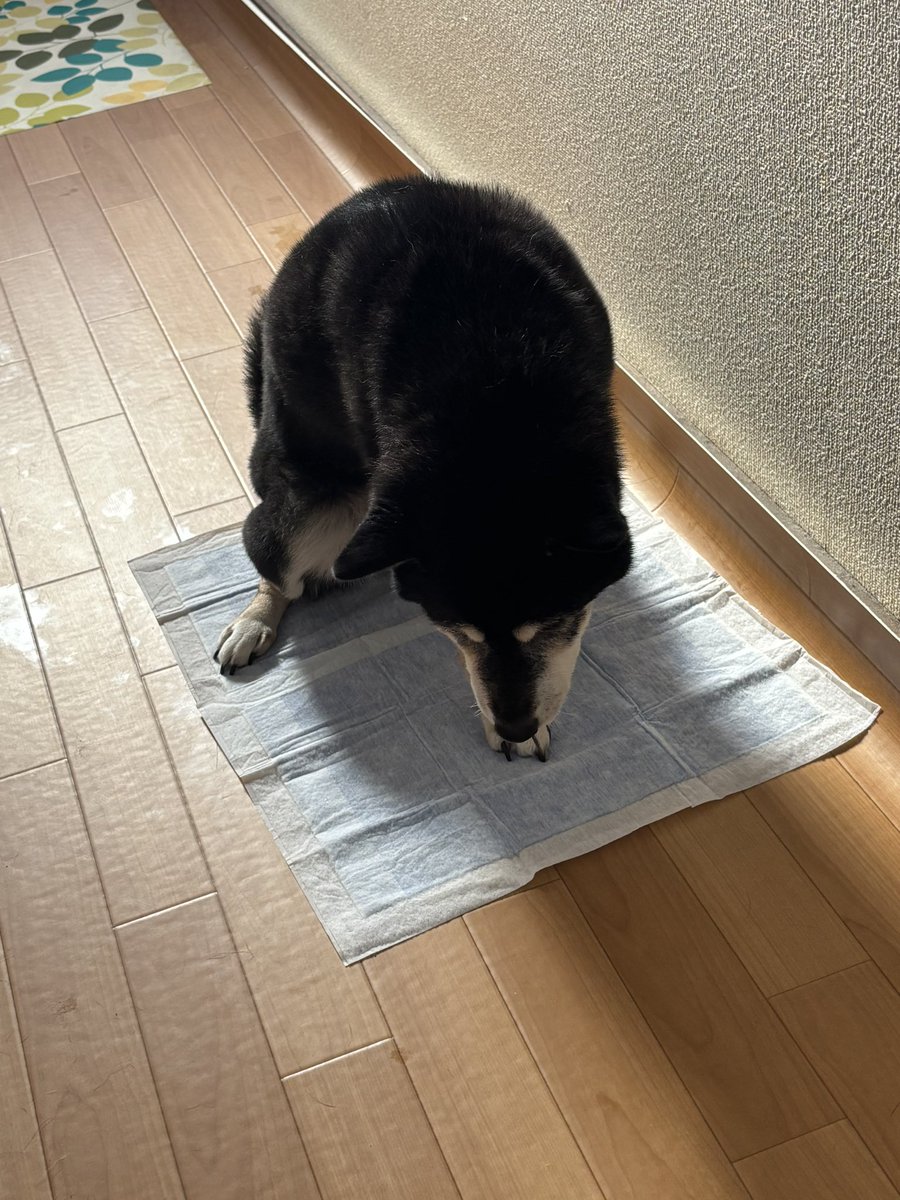 すごいねー犬って😳
すごいね柴って

15歳で新規のトイレ習得しました👏

生後2カ月で自分で決めたトイレは2階で15歳になった今は本当に危険だったから😭心を鬼にして…と考えていたら

心配することなくスッと覚えてくれました☺️良い子すごい子