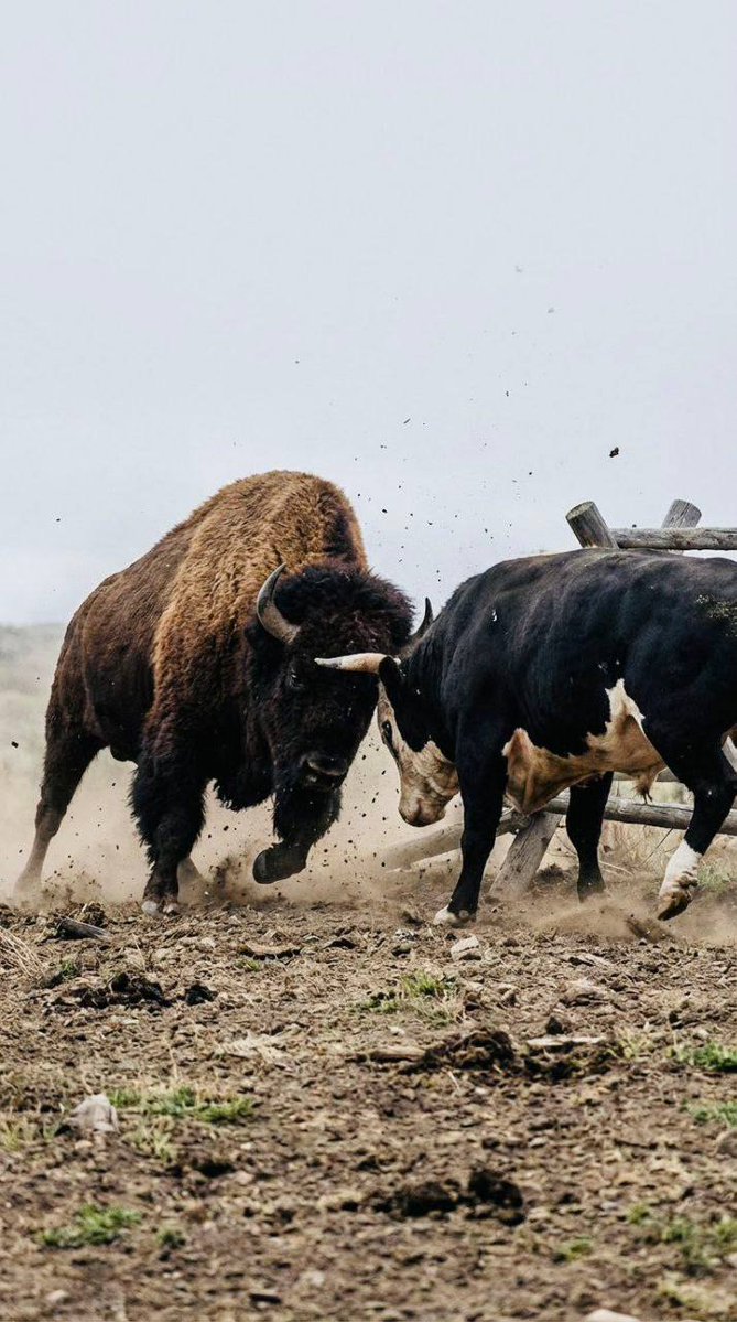 <a href="/RoundtableSpace/">0xMarioNawfal</a> What’s exciting about $BISON ? It’s not just hype; it’s a future-focused vision that’s coming to life.

best active community rn.
 tiktok.com/t/ZThXGcnrj/

CA 
QAVD8W8aoP43xt98h729RXaENQE9jPJGMgsSLbqpump

t.me/BlSONCTO tiktok.com/t/ZThXGcnrj/ get your bags