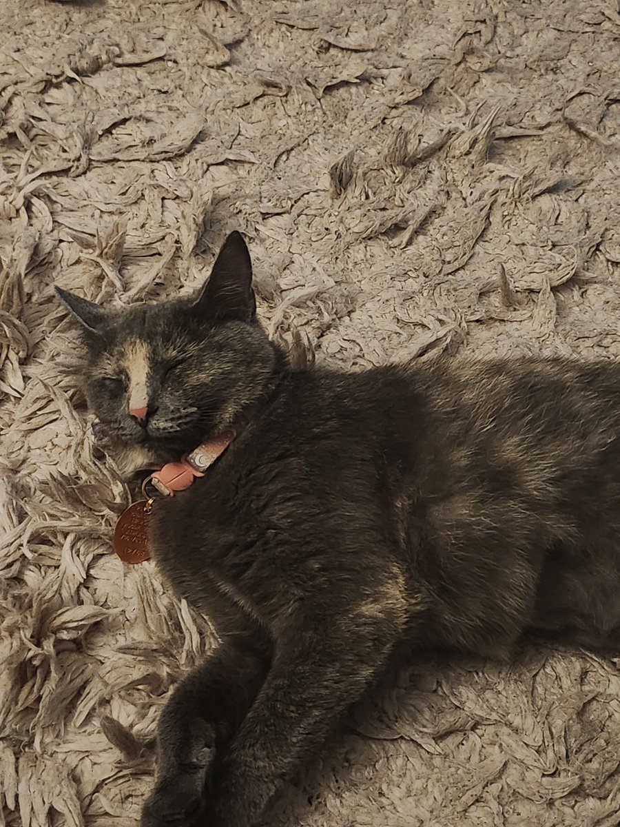 Glitz ❤️‍🔥 ☽☾ LIFE OF A SHOWGIRL tweet media