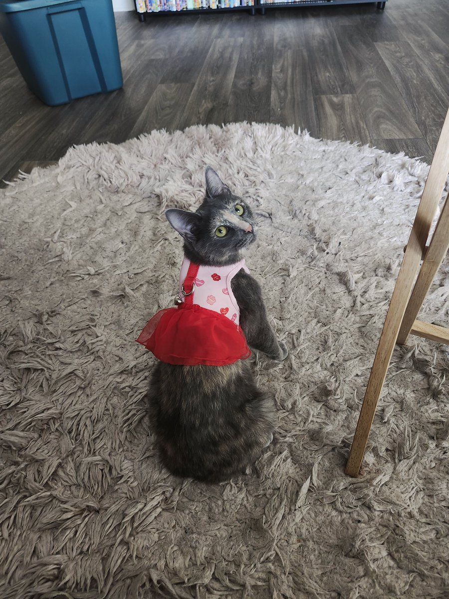 Glitz ❤️‍🔥 ☽☾ LIFE OF A SHOWGIRL tweet media