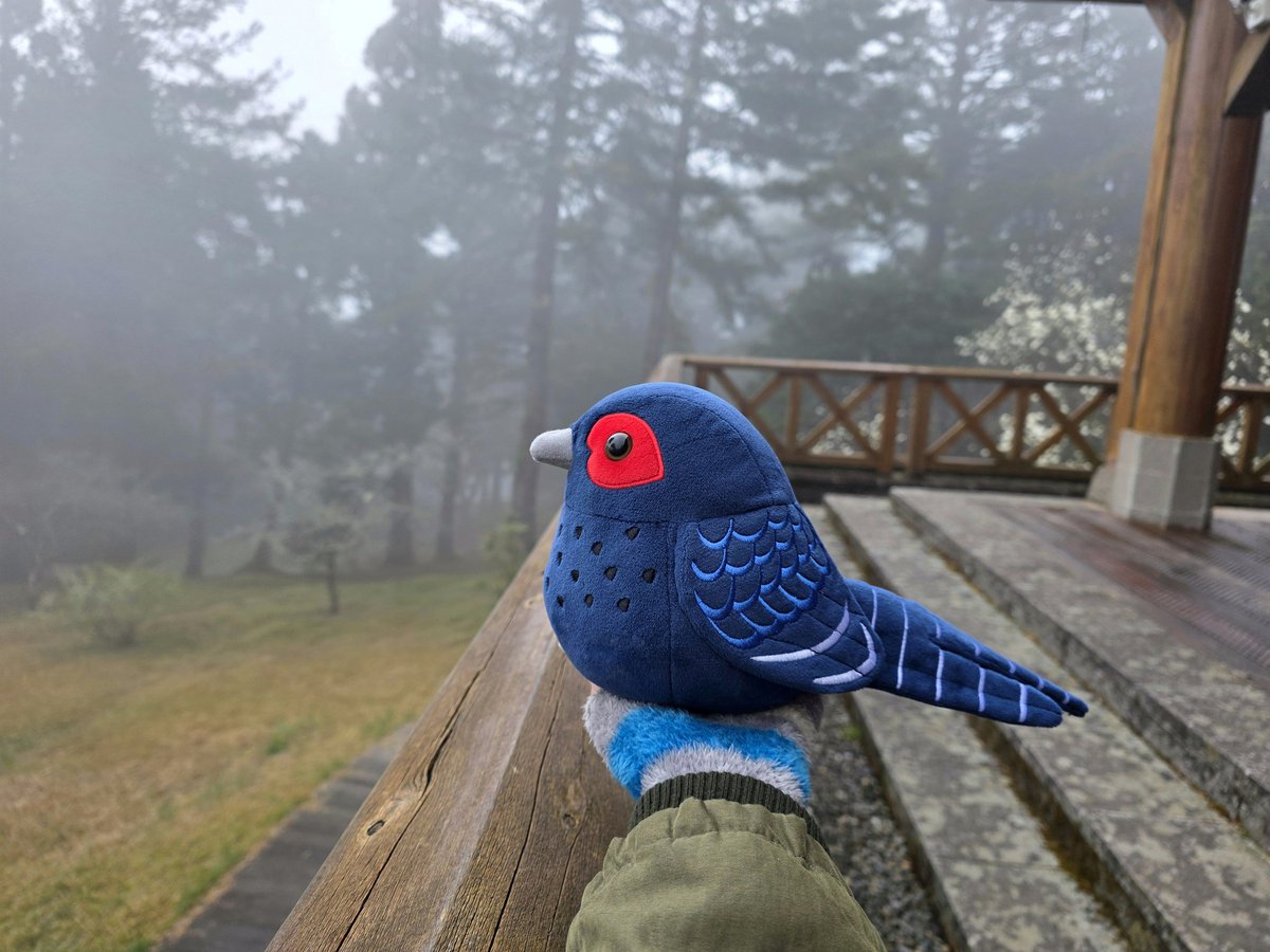 icecream80810's tweet photo. ミカドキジ
Mikado Pheasant
#bird #pheasant #birb
#plushie #plush #ぬいぐるみ　#キジ https://t.co/5SFZSm1Z5k