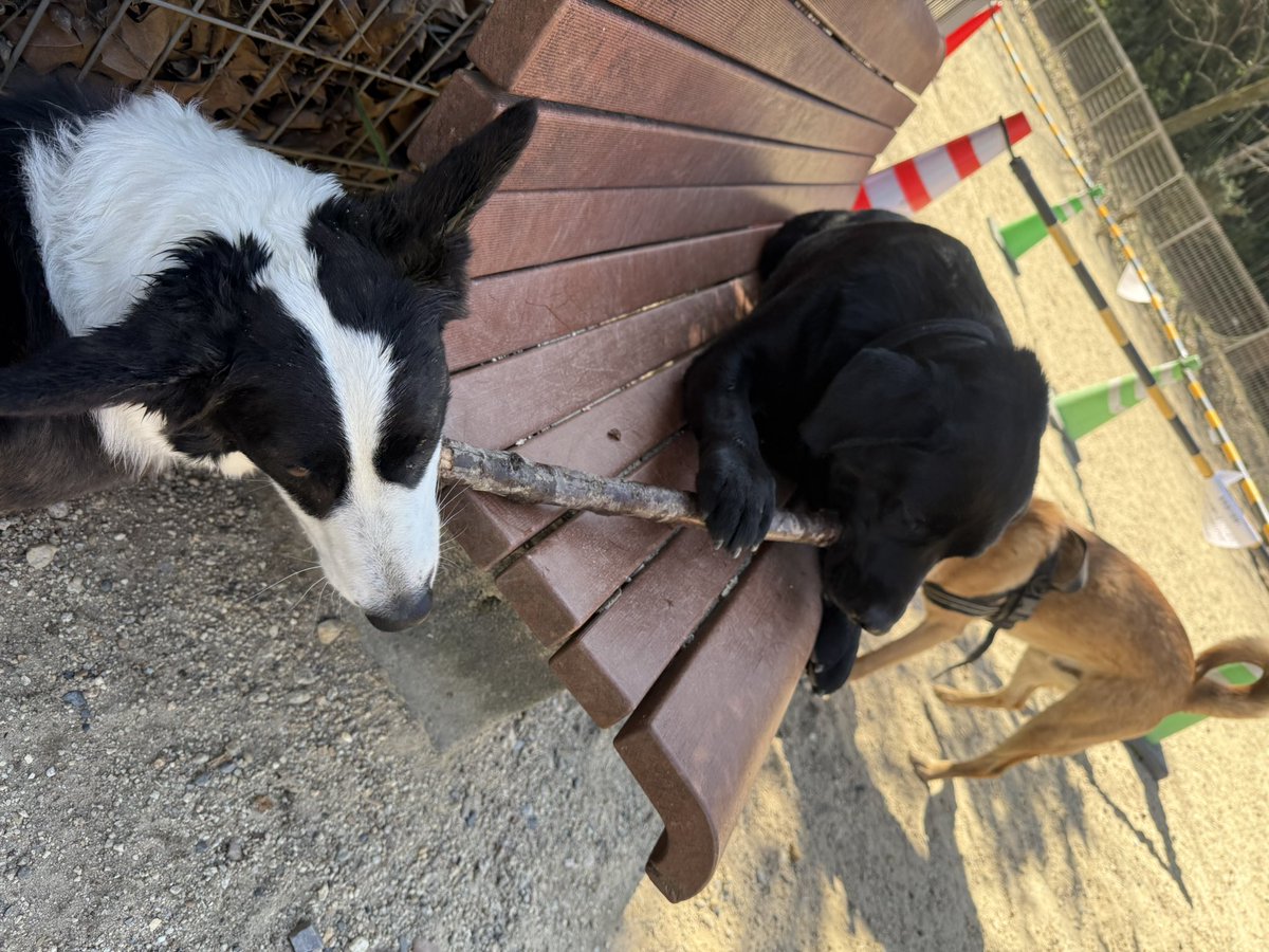 silspi's tweet photo. 今日もイツメンと
満喫ち🐶
#雑種犬 #zasshu #知多犬 #野犬の子 https://t.co/6zlp0xvhGn