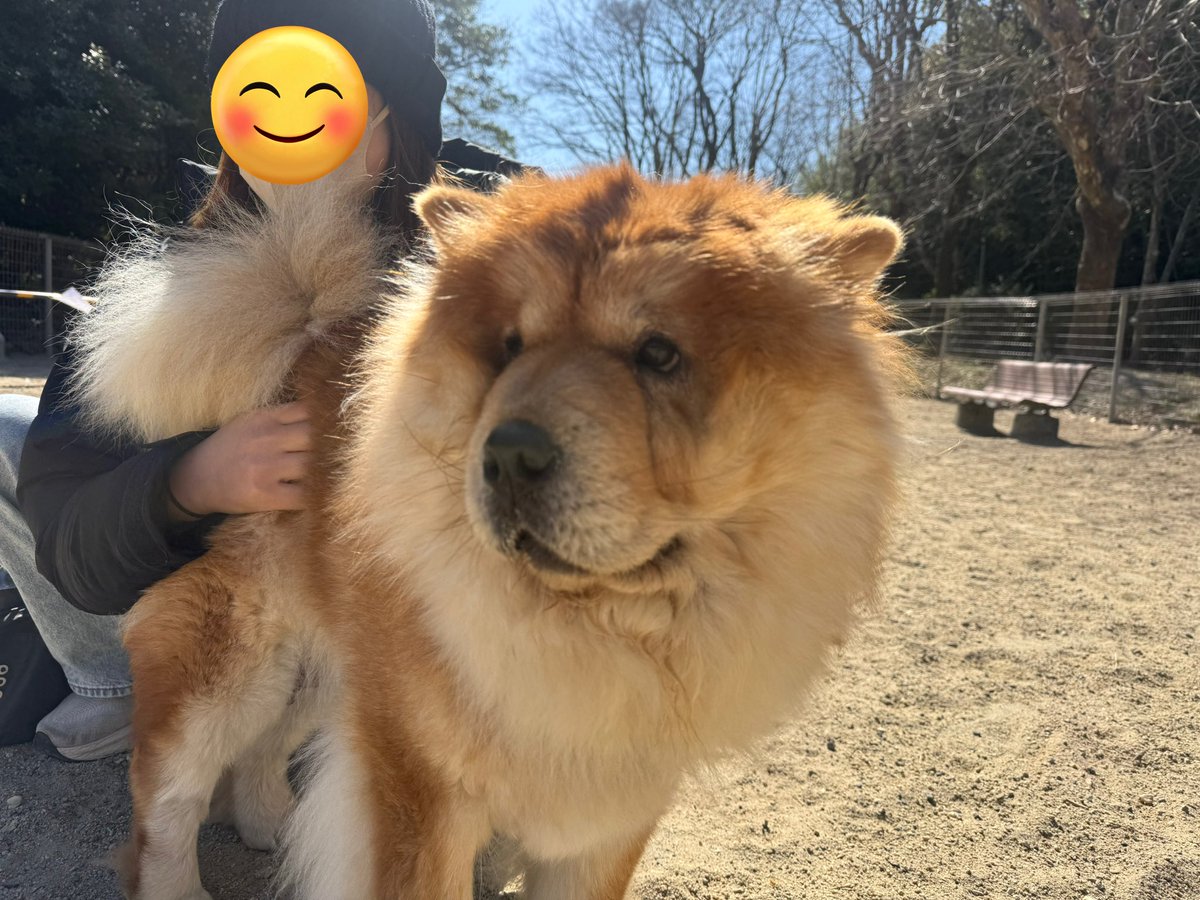 silspi's tweet photo. 今日もイツメンと
満喫ち🐶
#雑種犬 #zasshu #知多犬 #野犬の子 https://t.co/6zlp0xvhGn