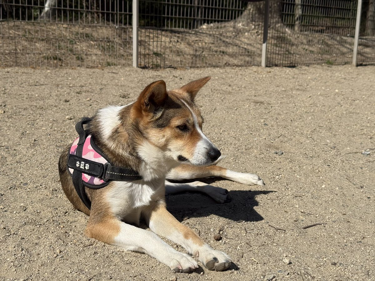 silspi's tweet photo. 今日もイツメンと
満喫ち🐶
#雑種犬 #zasshu #知多犬 #野犬の子 https://t.co/6zlp0xvhGn