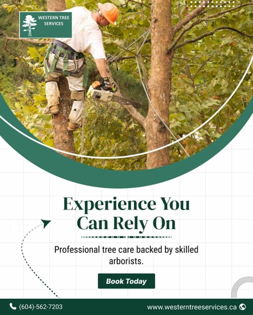 services13395's tweet image. Experience You Can Rely On
.
Skilled arborists delivering professional tree care with safety, precision, and proven expertise. 
.
📞 (604) 562-7203
🌐 westerntreeservices.ca
.
#ProfessionalTreeCare #CertifiedArborist #TreeExperts #WesterntreeServices