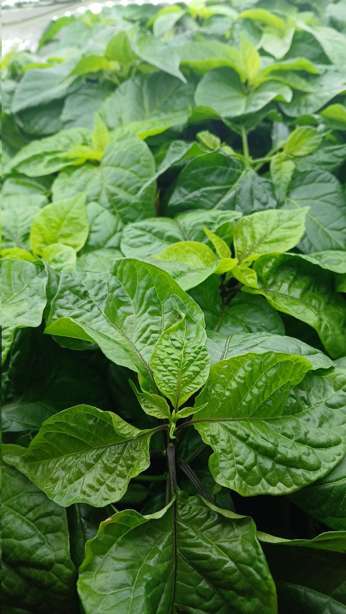 chillifoundry's tweet photo. The new season has started. 🌱
Young chilli plants in the incubator, getting a strong start before heading outdoors.

Healthy leaves, strong growth — a good start to the season.

#Chillifoundry #ChilliPlants #GrowSeason #BehindTheScenes https://t.co/4Sa5EizvpK
