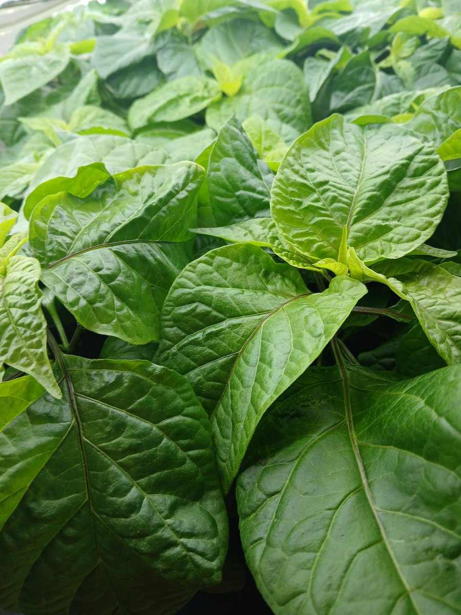 chillifoundry's tweet photo. The new season has started. 🌱
Young chilli plants in the incubator, getting a strong start before heading outdoors.

Healthy leaves, strong growth — a good start to the season.

#Chillifoundry #ChilliPlants #GrowSeason #BehindTheScenes https://t.co/4Sa5EizvpK