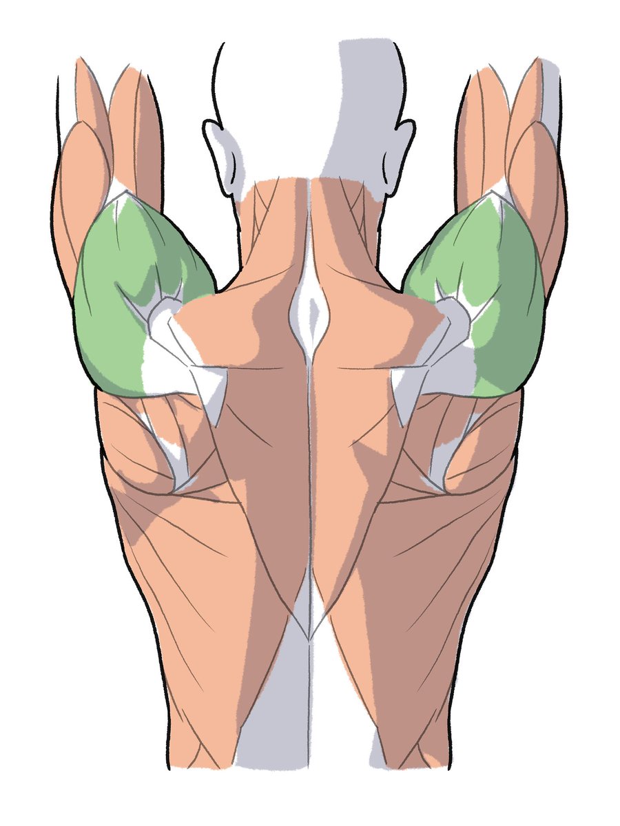kato_anatomy's tweet photo. 腕を挙げたときの三角筋 https://t.co/TSbMspRZQS