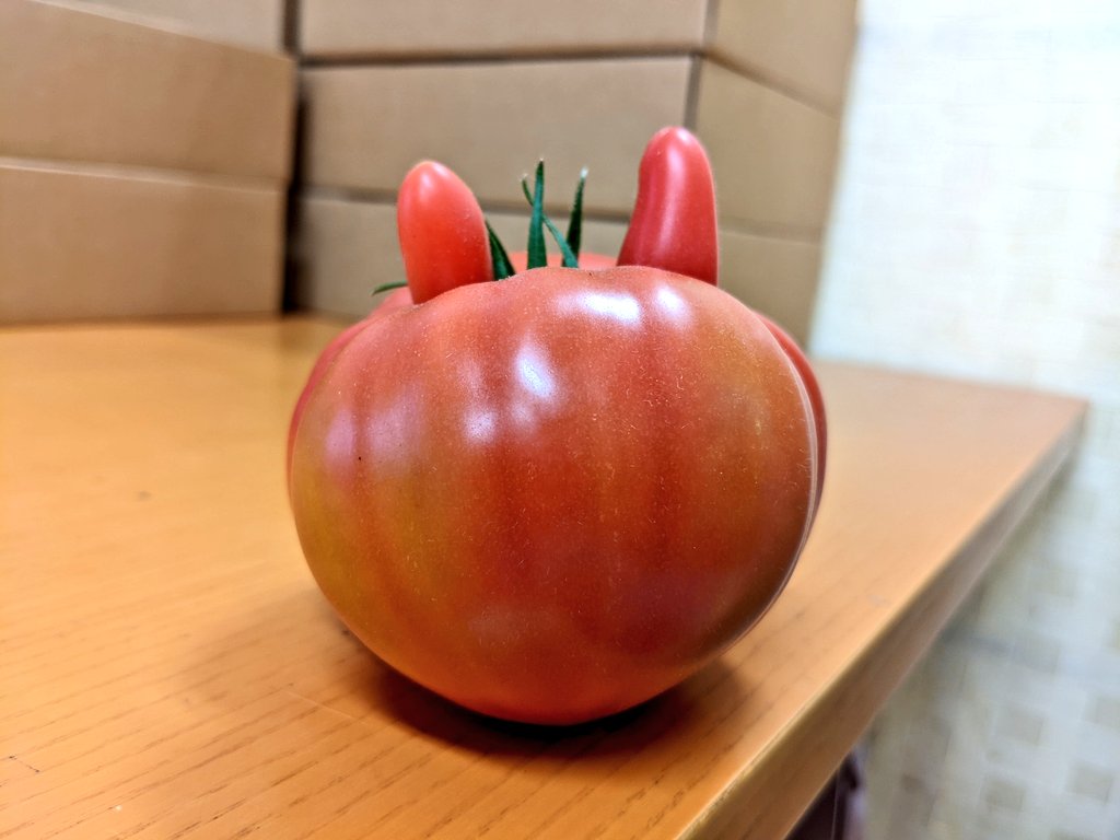 曽我農園@ 闇落ちとまと 越冬トマトは毎年5月から7月までの販売です tweet media