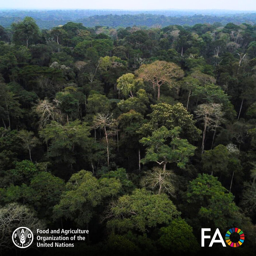 FAO AIMS tweet media