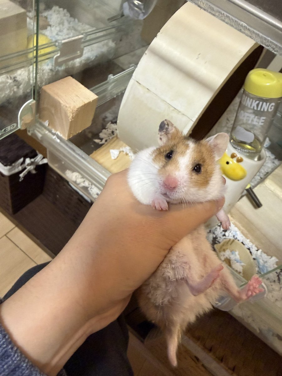 hyonrix__'s tweet photo. どみの、わるいことばっかりするけど
ほんとに人懐っこいんだよなぁ https://t.co/bXqZ3YPKcy