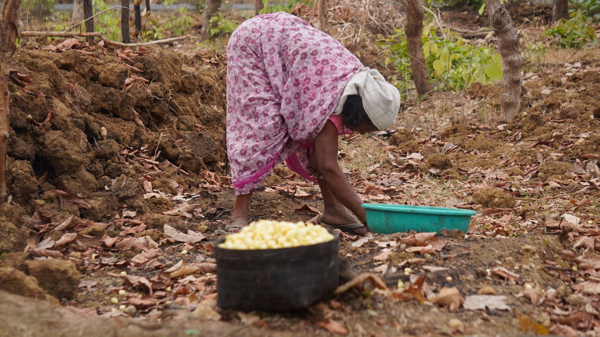 Bharat Rural Livelihoods Foundation tweet media