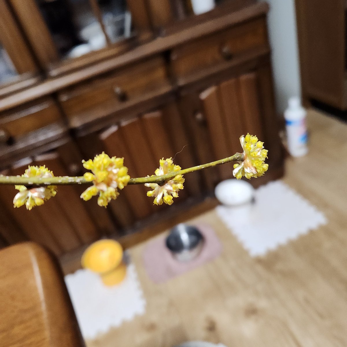 春らしくはなりましたが寒戻りのような状態。
でも裏山散策に出掛けたらダンコウバイが咲いていました‼️✨　去年このXで花の名前を教えていただいたものです！　良い香り！