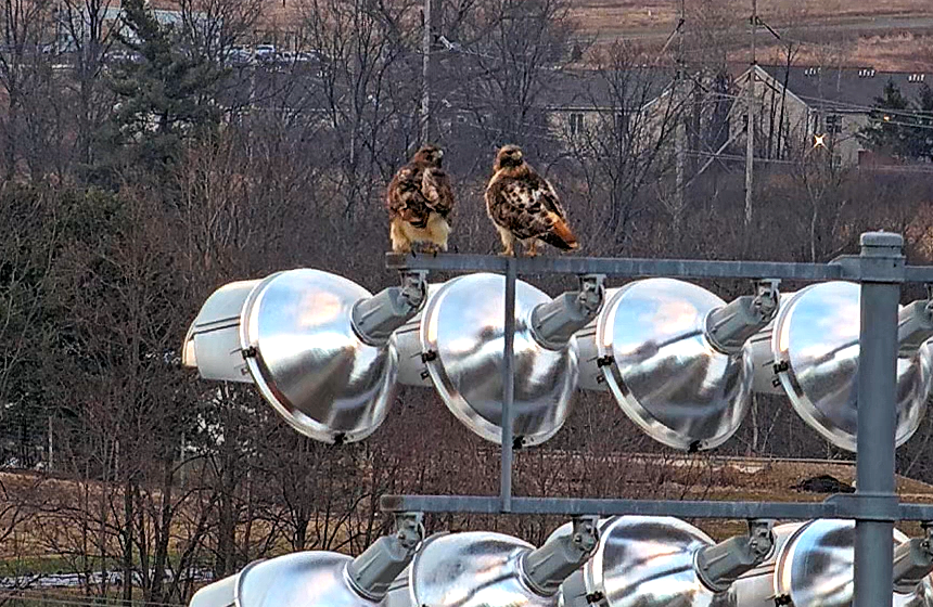 CornellHawks tweet media