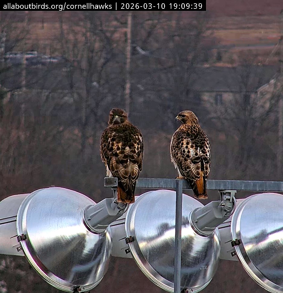 CornellHawks tweet media