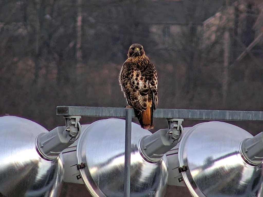 CornellHawks tweet media