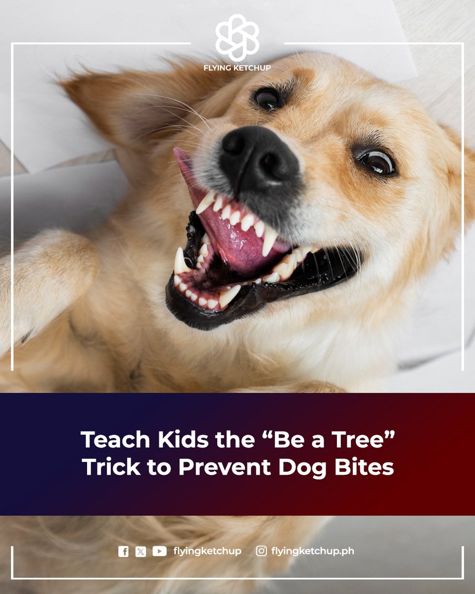 FlyingKetchup's tweet image. Teach kids the ‘Be a Tree’ rule - a simple way to stay safe around dogs. Share this with fellow parents!

#ParentingPH #KidsSafety #DogSafety #DogBitePrevention #FamilyTips