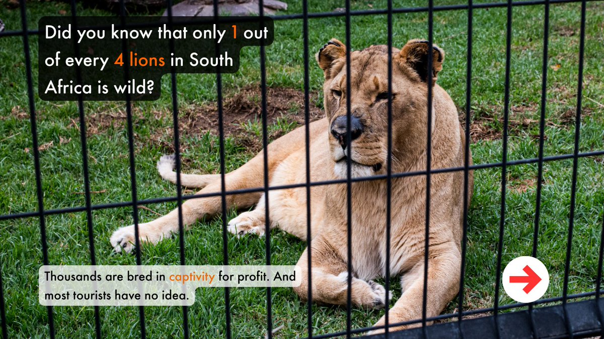 World Animal Protection Africa tweet media