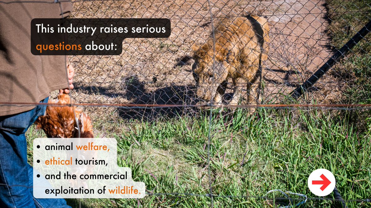 World Animal Protection Africa tweet media