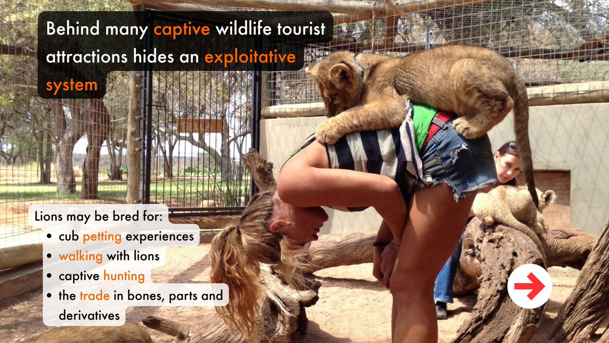 World Animal Protection Africa tweet media