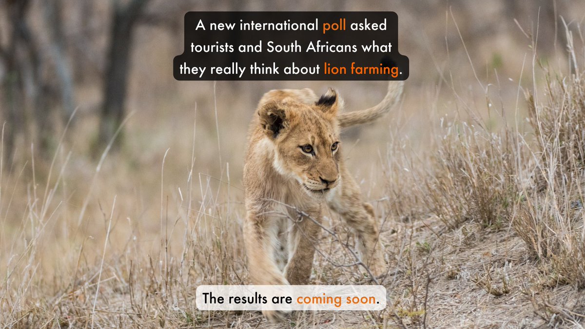 World Animal Protection Africa tweet media