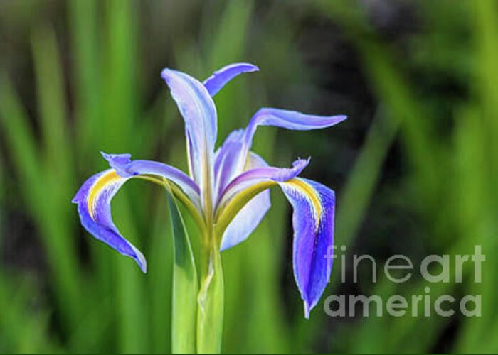 Joanne Carey Photography tweet media