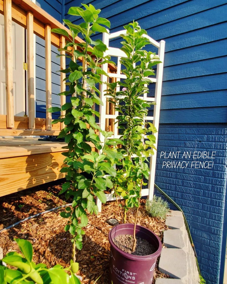 Stark Bro's tweet media