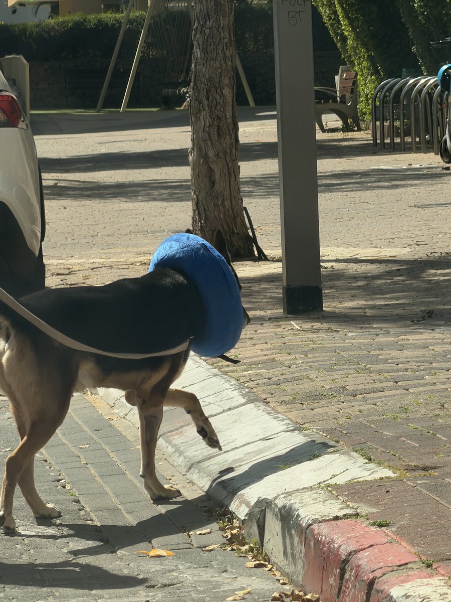גאוני בעיניי