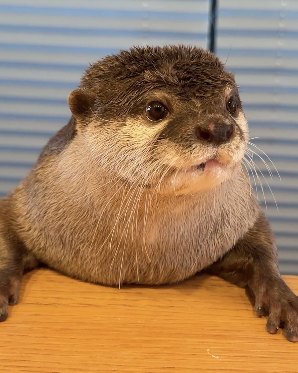 カワウソ コタロー&ハナ Otter Kotaro&Hana tweet media