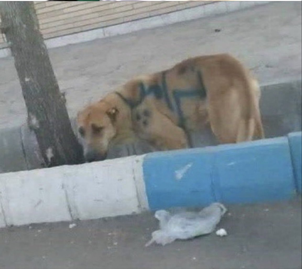 SetaareRouztaab's tweet photo. می‌دونی هاپوی عزیز؛
”اون‌ها“ به کسانی که شما رو عاشقانه دوست داشتن، شلیک کردن! 
اون‌ها به ”ما“ و به ”شما“  به یک اندازه ظلم کردن. 

#KingRezaPahlavi‌ 
#علی_کرمی https://t.co/iu2bilVjjl