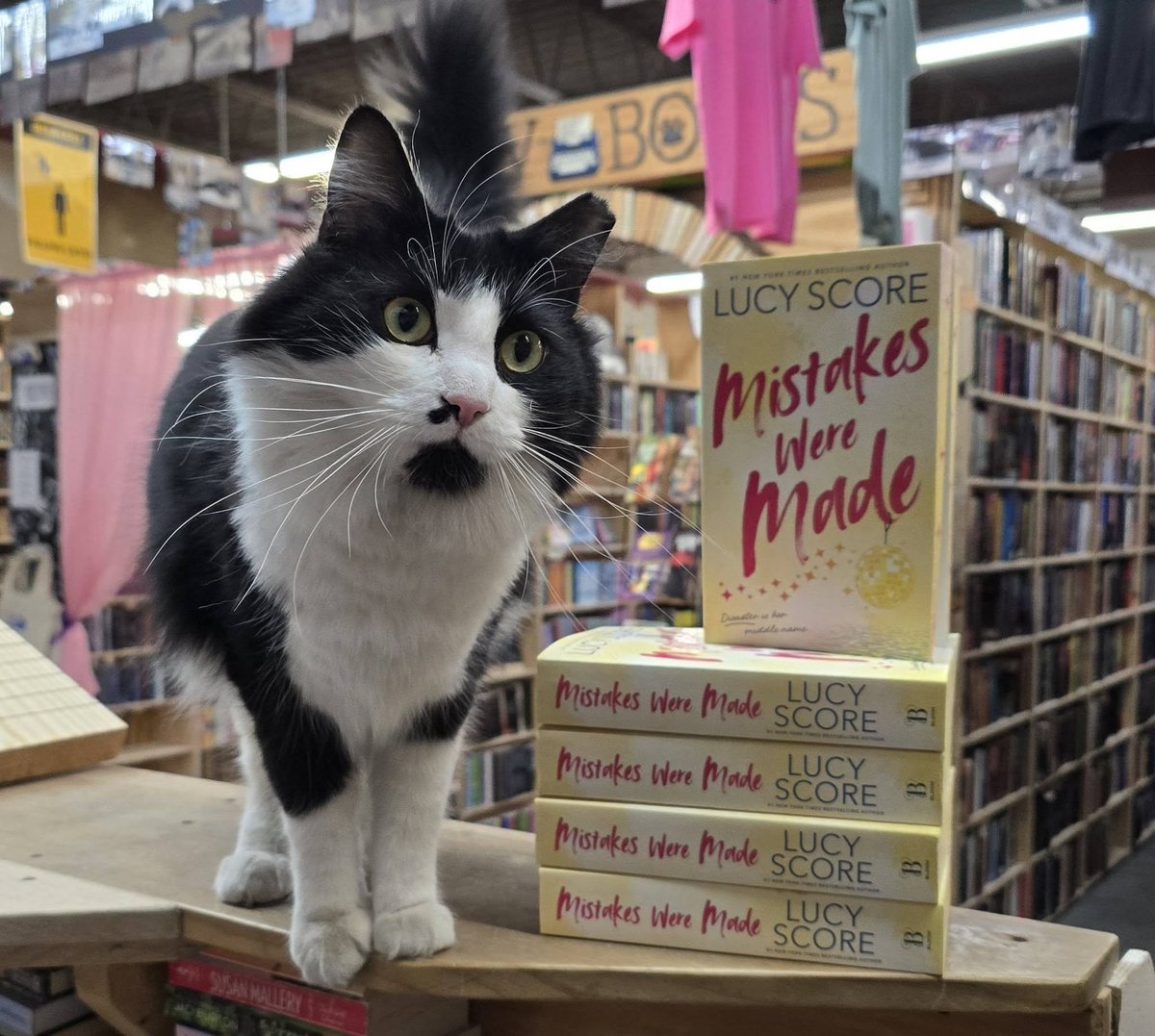 cats with jobs 🛠 tweet media