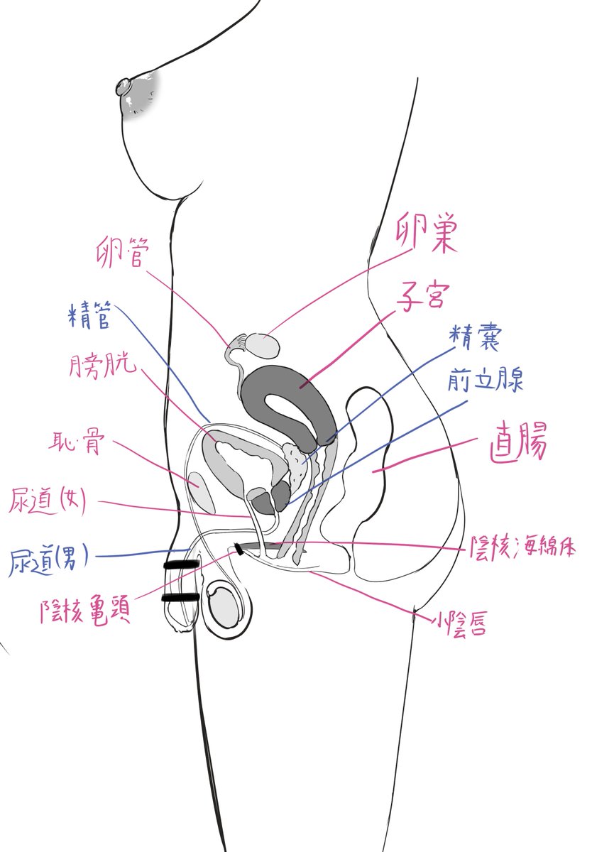 npozuki_chi's tweet photo. 私的ふたなり横断面図
この構造だと膣挿入時に前立腺を責めるプレイも可能。
しかしながら、男の娘だけでなく、ふたなり娘もケツから前立腺を攻めたいときはあるので、構造に囚われて趣を忘れてはならない(戒め)。 https://t.co/LC4ExMm8pq