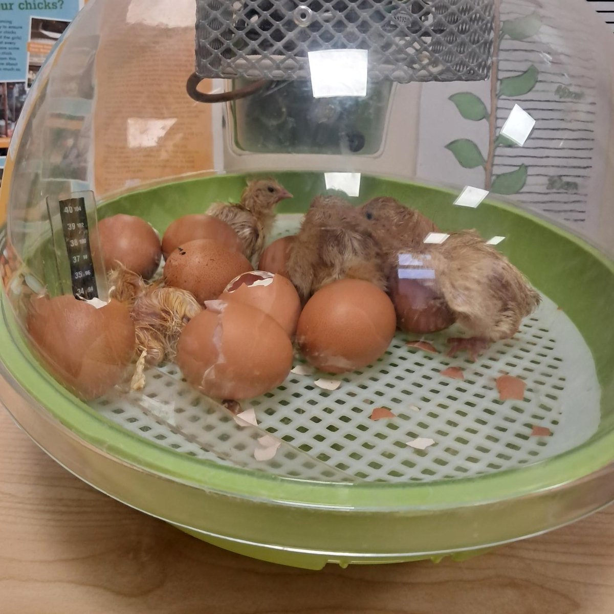 Three Lane Ends Academy tweet media