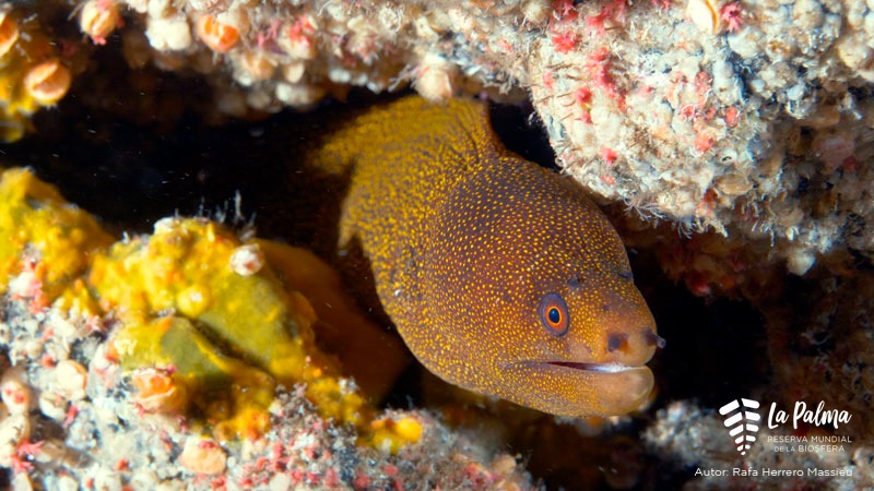 El proyecto La Palma Isla Atlántica nos permite apreciar la biodiversidad submarina y la capacidad de regeneración de nuestro entorno marino tras la erupción del volcán Tajogaite.