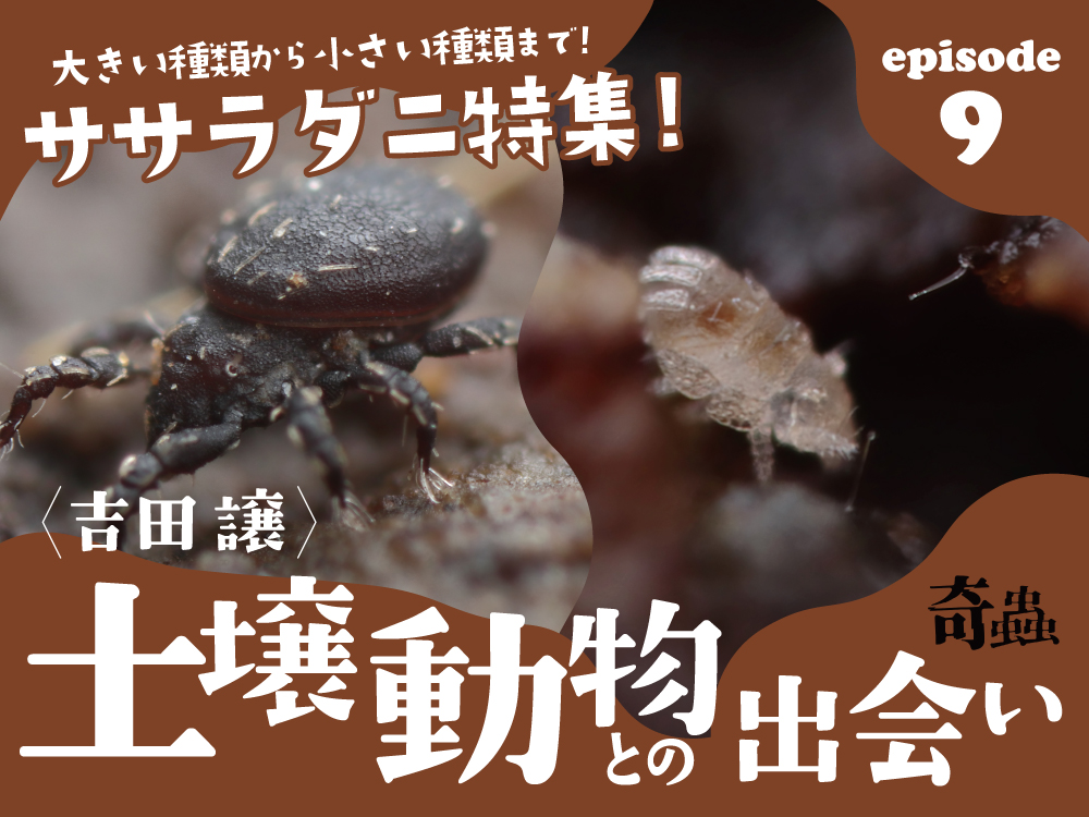 BUGS-DESIGN tweet media