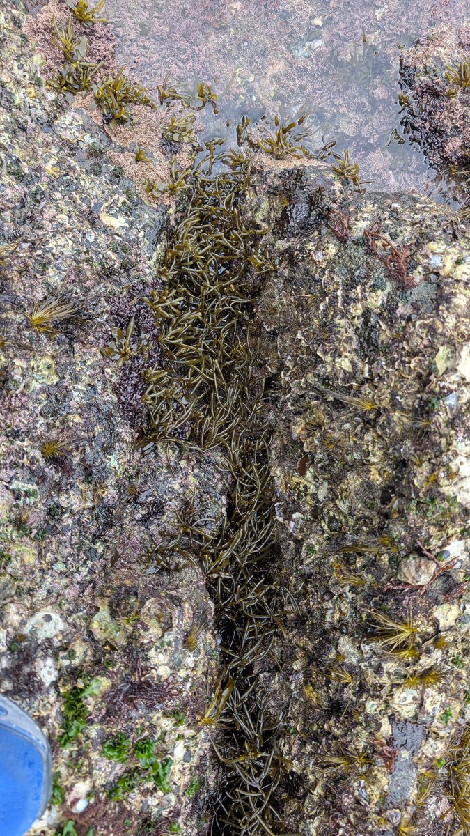 @海藻好きのダイバー tweet media